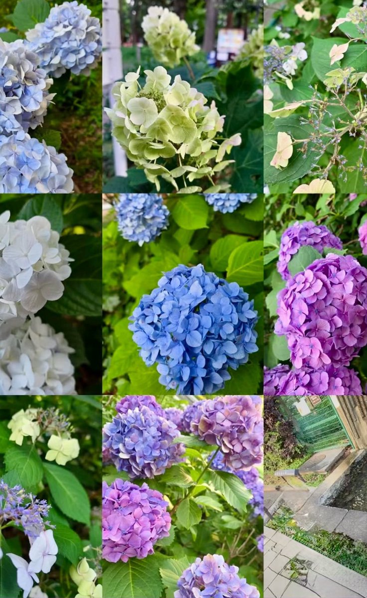kinako_euph's tweet photo. 紫陽花を見る度に思い出す。
今は亡き、花が大好きで、野菜以外に沢山の花畑を作っていた祖母に教えてもらったこと。

紫陽花の花の色は、土壌の酸度(pH)と土に含まれるアルミニウムの量によって花の色が変化するらしい。
＃紫陽花  #hydrangeas https://t.co/0kkelbRj46