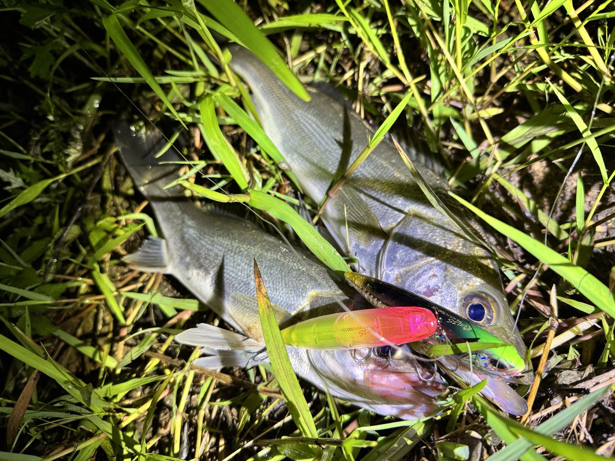 ___Fishing's tweet photo. 最近はレアリスペンシル100で楽しめてます☺️

#DUOinternational
#DUOモニター
#PR
#レアリスペンシル100SW https://t.co/B5mhurSMps