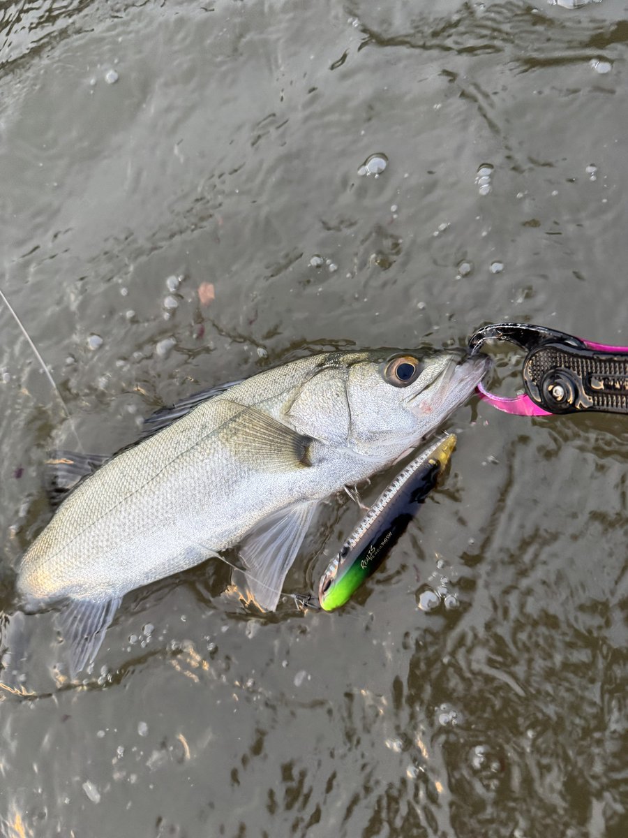 ___Fishing's tweet photo. 最近はレアリスペンシル100で楽しめてます☺️

#DUOinternational
#DUOモニター
#PR
#レアリスペンシル100SW https://t.co/B5mhurSMps