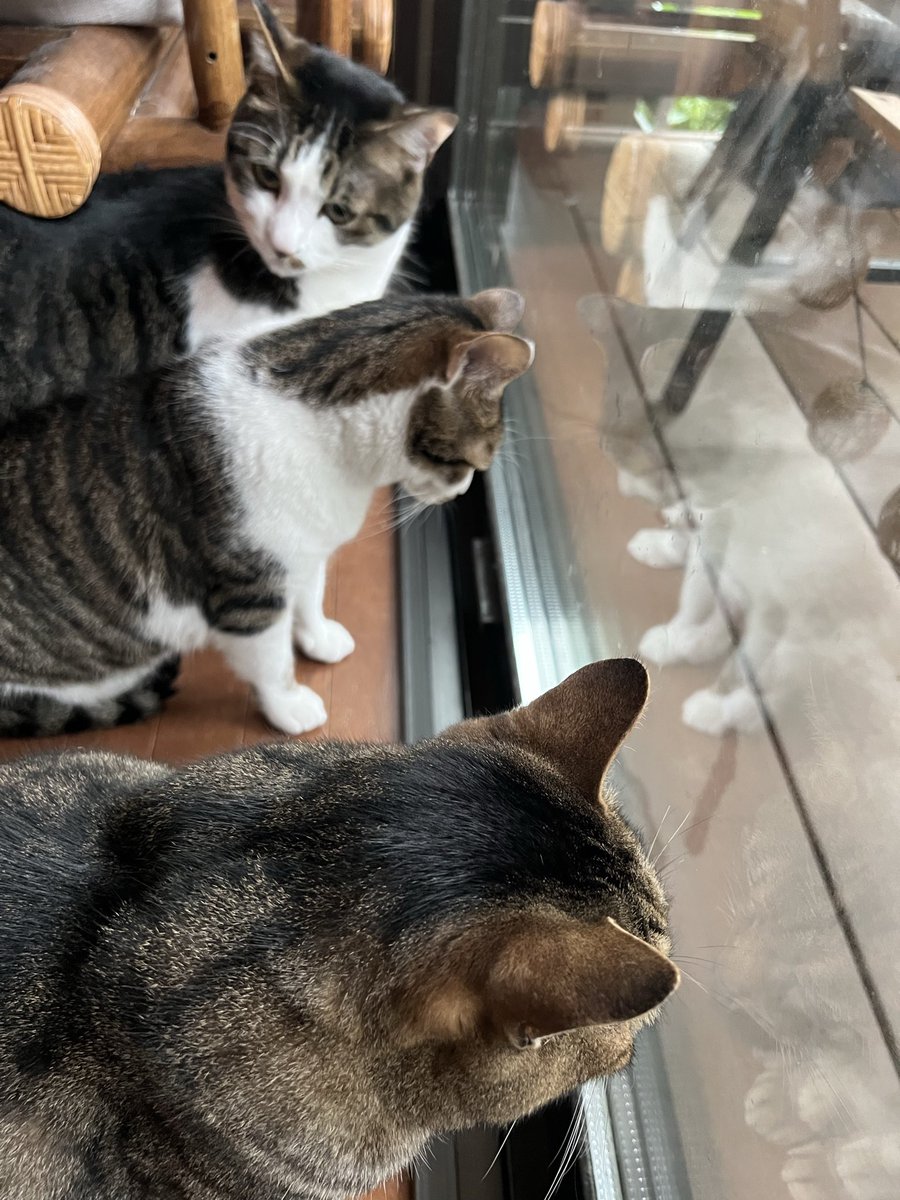 wukiwuki5's tweet photo. アナタ歩くの遅いのね…
（長女ユキ）

#ねこ #猫好きさんと繋がりたい #かたつむり 
#梅雨 #ネコとの暮らし https://t.co/5nmnt9UmAH