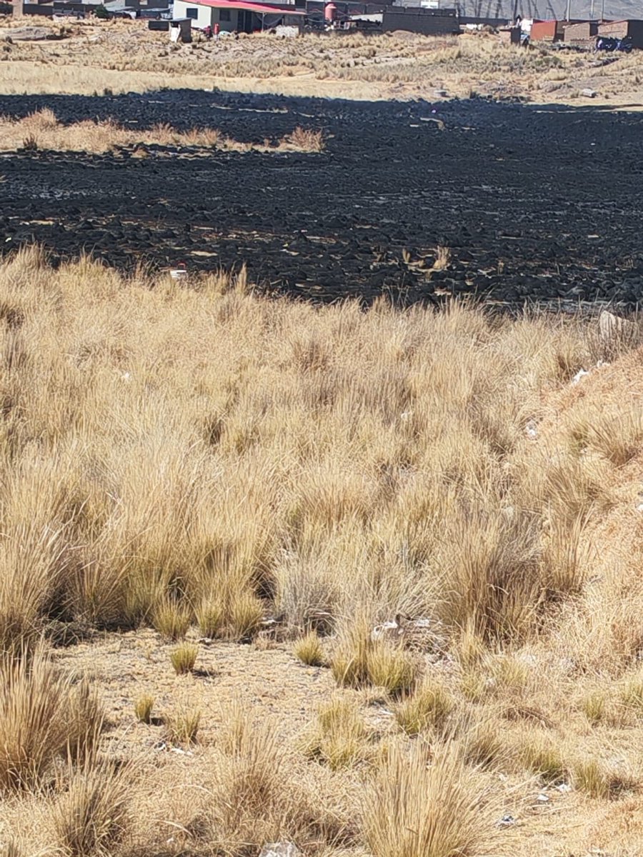Regpol_Puno's tweet photo. #Puno📸 I Efectivos de la Sección de Emergencia #Juliaca realizaron el control y la extinción de un incendio registrado en el sector Puente Unucolla, logrando sofocar totalmente el fuego y evitar su propagación, mitigando el riesgo para la población y los bienes circundantes. https://t.co/0zOE0puQAM