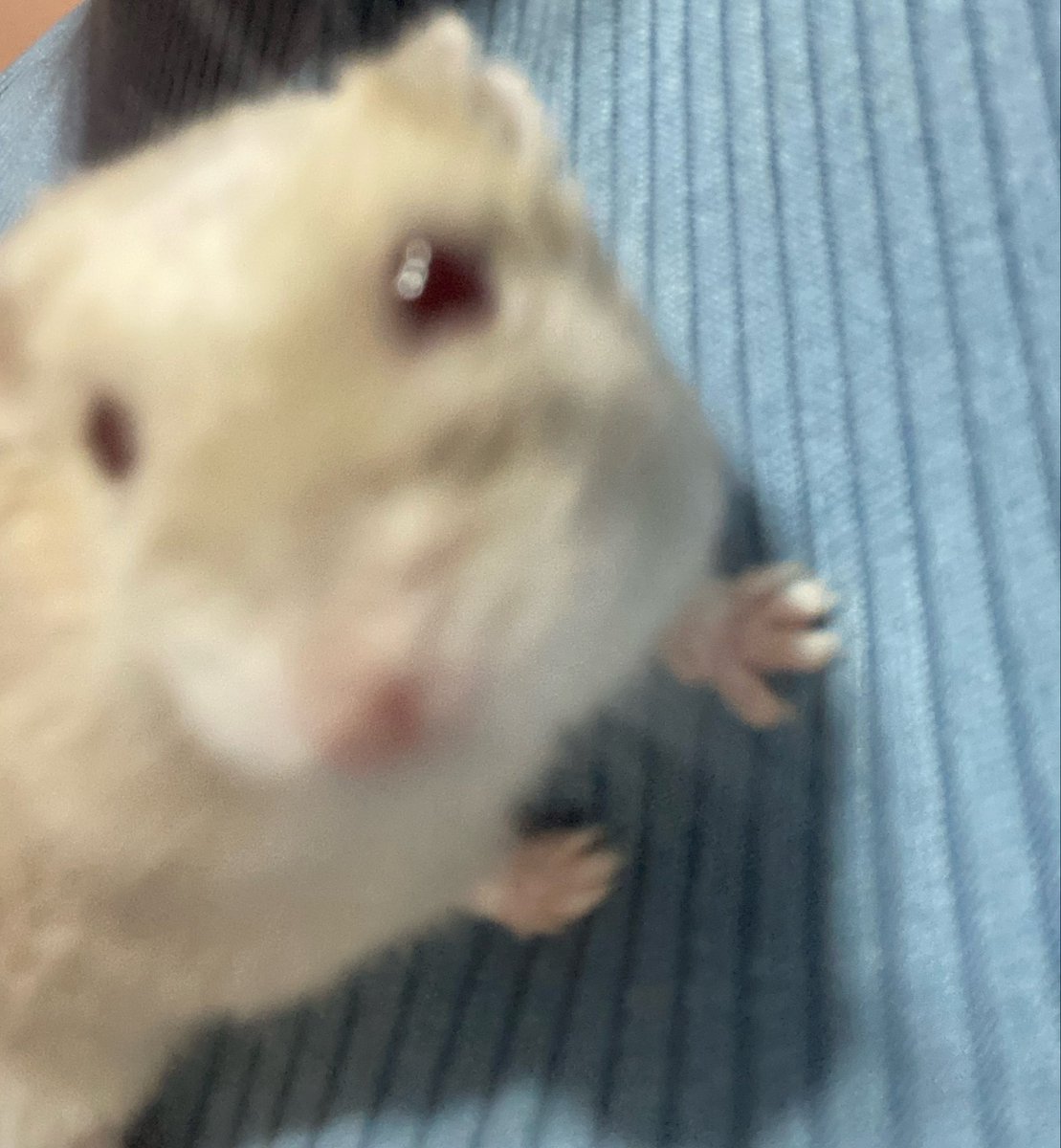 trizflx's tweet photo. @UmFilosofoCitou Minha hamster ❤️ https://t.co/VeiQ4eCkDi