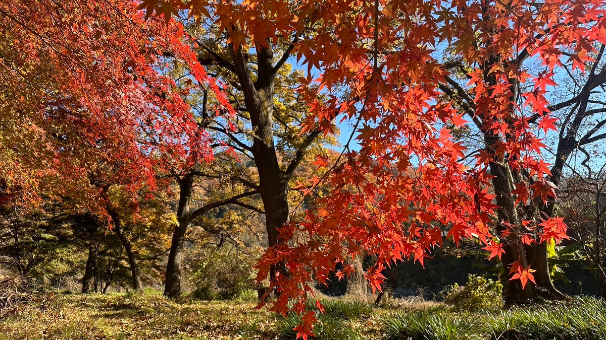 reiyers_cos's tweet photo. 🌟関東で紅葉撮影するなら”ここ"🌟

埼玉県 長瀞町
🍁紅葉 撮影イベント
2026年11月29日(日)
真っ赤に紅葉で染まる会場で、撮影イベントを開催✨
電車でもご来場可能なので、仲間内で電車に揺られながら遠足気分で来るもの楽しいですよ😊
詳細：https://t.co/Y1AK3rDZm3

#麗yers
#reiyers https://t.co/cMYcDcz3bL