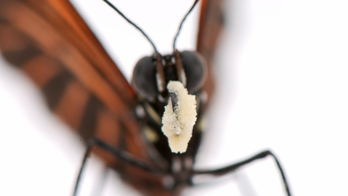 XCHOAM's tweet photo. Heliconius butterflies (longwings) have a rare edge: adults actively collect & digest pollen.

Most butterflies only sip nectar and live a few weeks. 

These ones grind pollen for amino acids + fats — fueling lifespans up to ~1 year (25x longer) and longer reproduction.

Nature’s smart longevity diet! 🦋