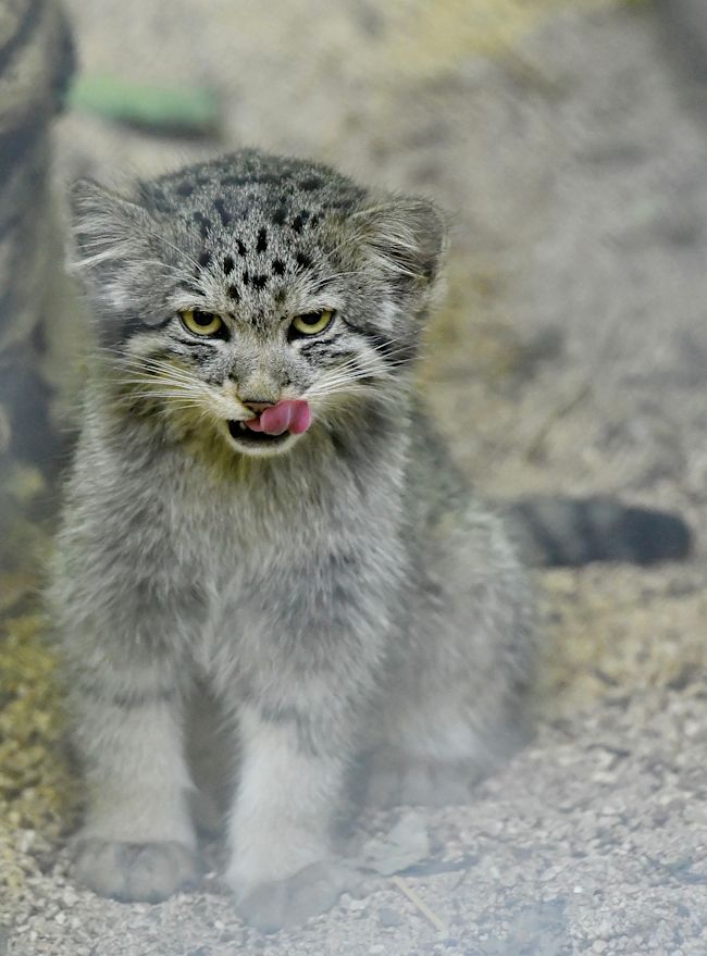 cull_trade's tweet photo. Manul twitter I need help which manul is this https://t.co/2C0pZOWYOQ