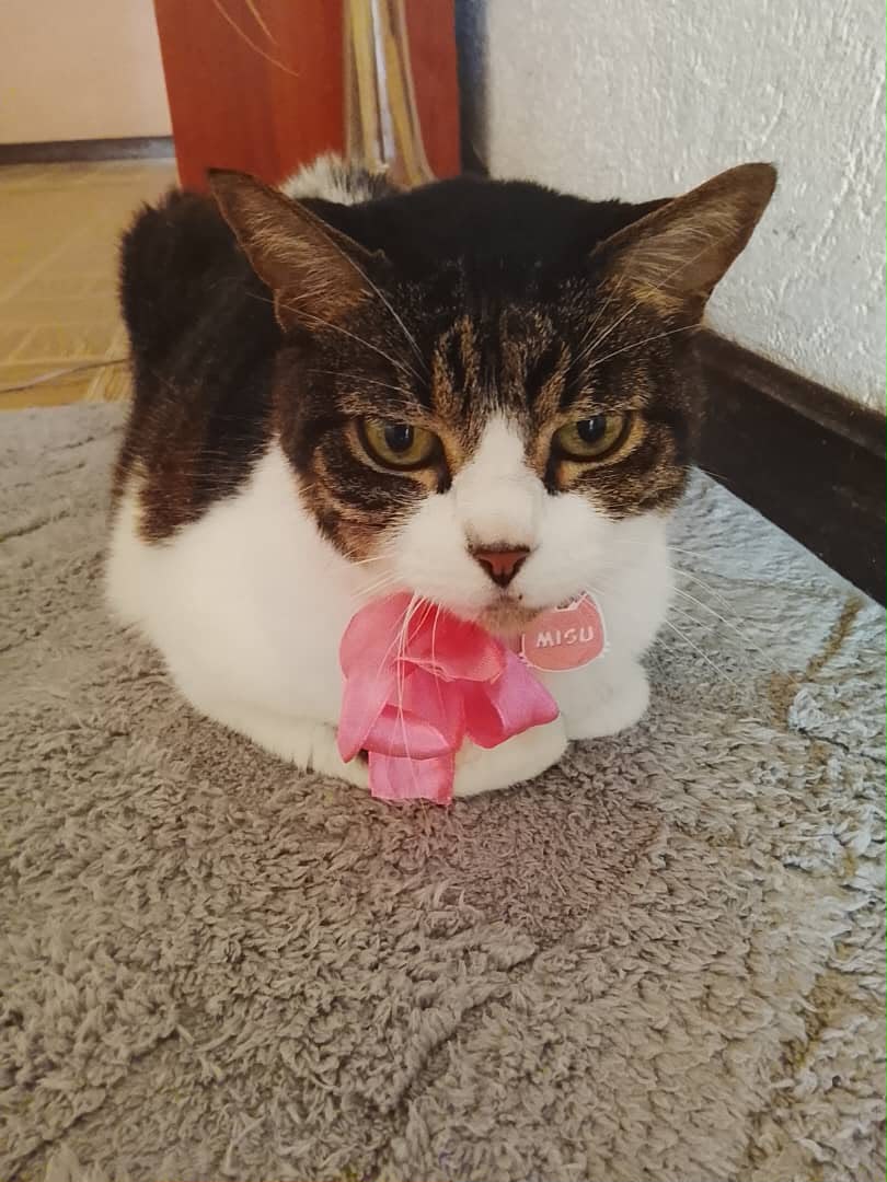 yaracalcagno's tweet photo. URGE ADOPCIÓN RESPONSABLE. Nacida en el 2012, se llama Misu, está vacunada y esterilizada, siempre ha sido sanita, solo come gatarina, muy educada, súper tranquila, relajada, no come comida, muy cariñosa y hermosa. O4123342727 Marcelina
Caracas https://t.co/Vo9Sm0HS1P