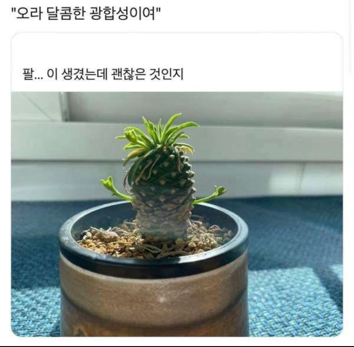 닼드(상태:시발) tweet media