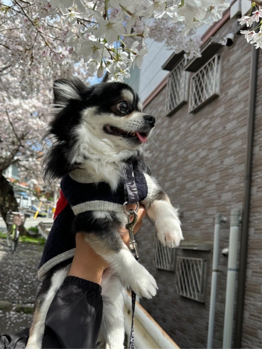 CHlabo's tweet photo. 2024.4.5 花見🌸クロム🐶🌸

順に投稿しております🐶🌸

2026.３月４月も恒例のお花見🌸散歩🐾ができて母さんも父さんも楽しかったよ🐶❤️

2026.6.22  クロム🐶は、心臓🫀の僧帽弁閉鎖不全症からの心原性肺水腫を再発してしまい只今療養中❤️‍🩹 https://t.co/6JmOb4Aknw