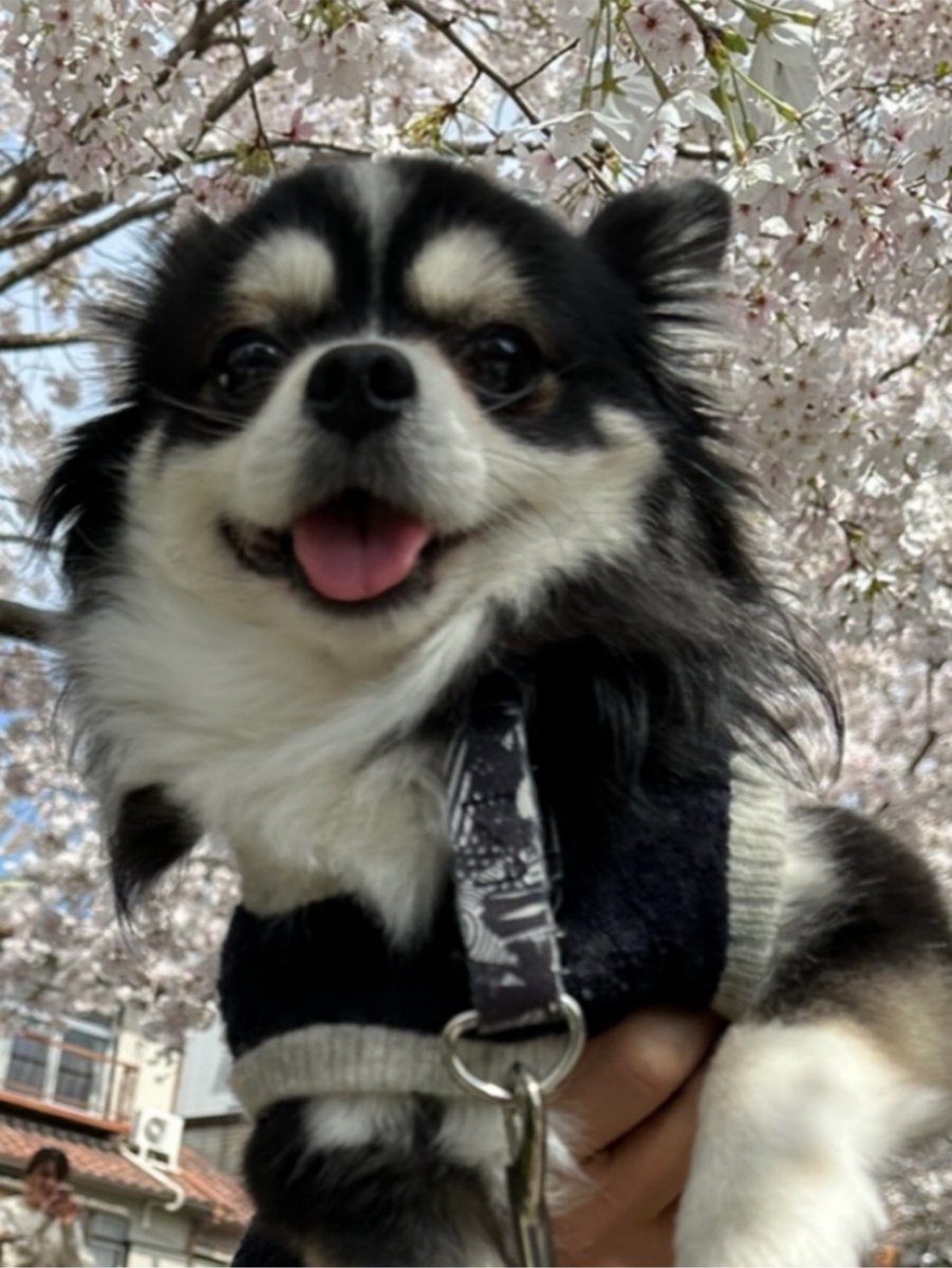 CHlabo's tweet photo. 2024.4.5 花見🌸クロム🐶🌸

順に投稿しております🐶🌸

2026.３月４月も恒例のお花見🌸散歩🐾ができて母さんも父さんも楽しかったよ🐶❤️

2026.6.22  クロム🐶は、心臓🫀の僧帽弁閉鎖不全症からの心原性肺水腫を再発してしまい只今療養中❤️‍🩹 https://t.co/6JmOb4Aknw