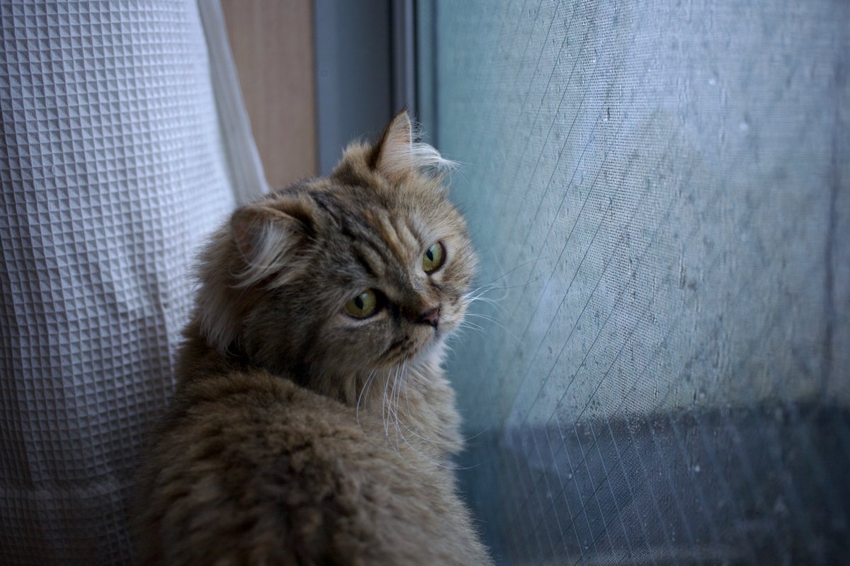 KAZD850's tweet photo. 今日はずっと雨なのかな🌧️
#写真　#カメラ　#猫 https://t.co/e3CarZUciV