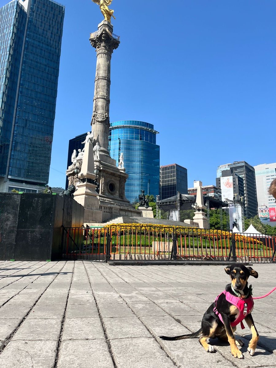 firulaisasalvo's tweet photo. Hoy Rumba se fue a su nuevo hogar 

Hasta ahora la estuvo cuidando @GarraAmor llevándosela a todos lados como llaverito ❤️❤️❤️❤️❤️ https://t.co/8eevmKZBuc