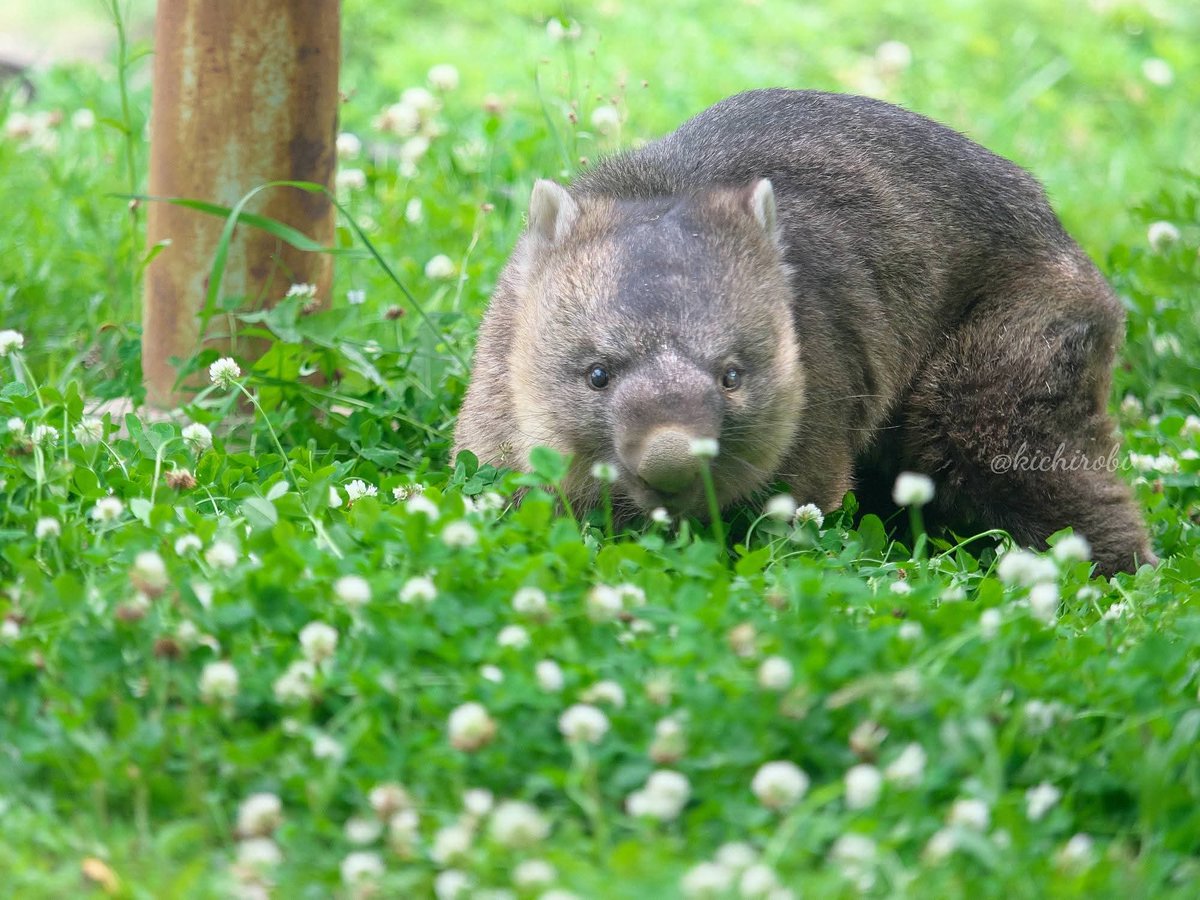 kikichirobin's tweet photo. 雨上がったかな？
ワインさんお散歩できたらいいね

⭐️五月山動物園は再整備工事につき休園中です

#ワイン #五月山動物園 #ウォンバット #wombat https://t.co/ZJJ0LYfp4g