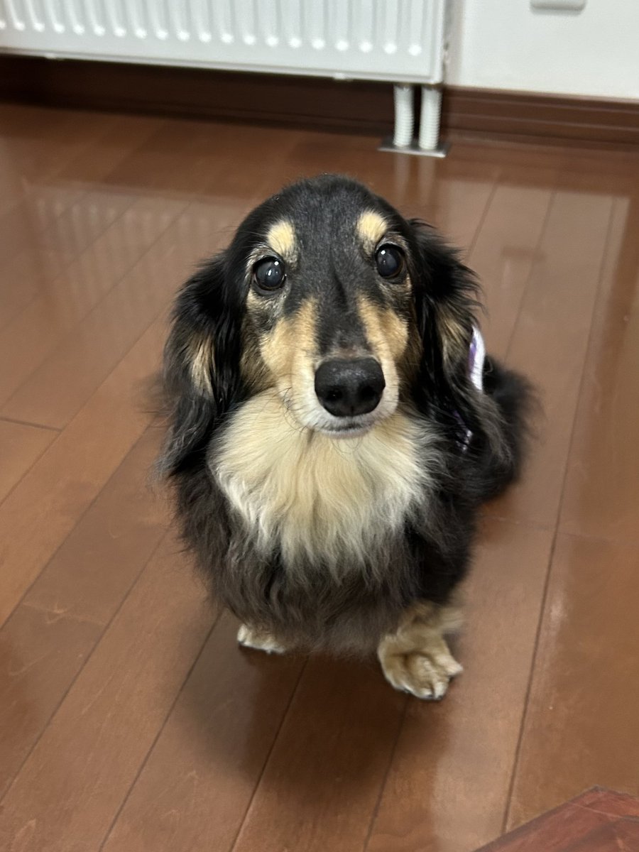 Vd2ov5qRkLS1CA3's tweet photo. やっぱり今日もさみしんぼ🐶

か細く「ぴ〜…」って鳴く🐶に
今日もまた後ろ髪引かれながら
出勤… https://t.co/JCCMfFXJMM