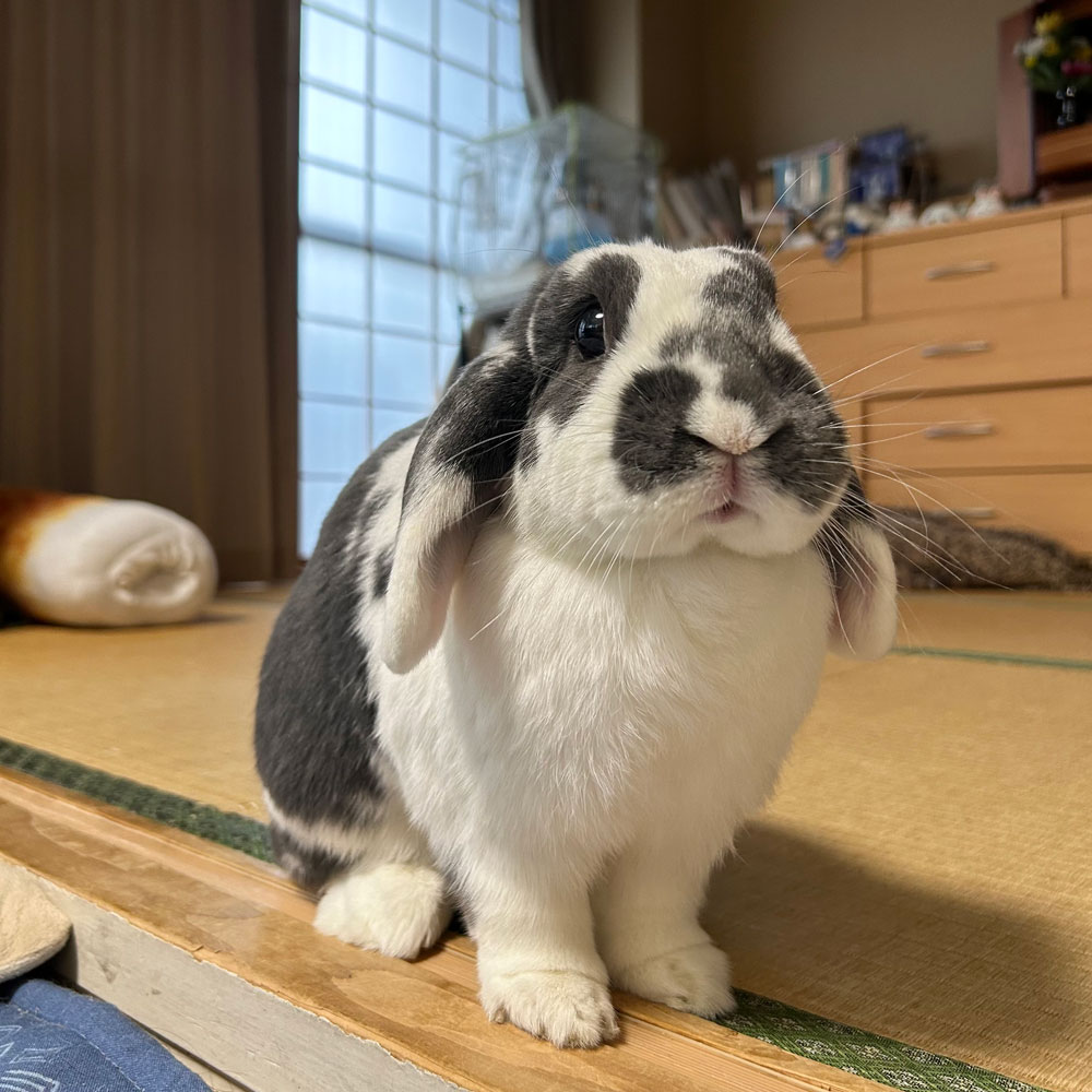 usagi