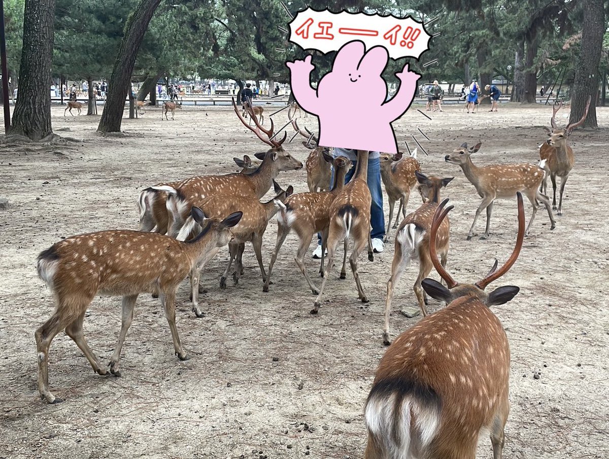 bar_net1's tweet photo. 昨日は鹿に囲まれたり仏像博物館行ったり監獄ミュージアムに行ったりした https://t.co/ZDfgPT9eb7