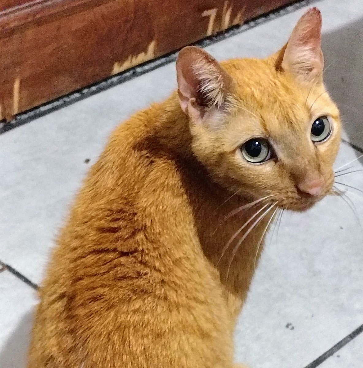 Ajudagatinhoste's tweet photo. Tríade felina: problema renal (crônico), hepático e um ponto de alerta no pâncreas
Anemia gravíssima, chegou a 6% de hematócrito
Anorexia, falta de apetite e vômitos persistentes por 2 meses
3 a 4 internações, cerca de 1 mês no total

Mamãe te ama, obrigada por lutar tanto ♥️ https://t.co/tuxFU4TPSC