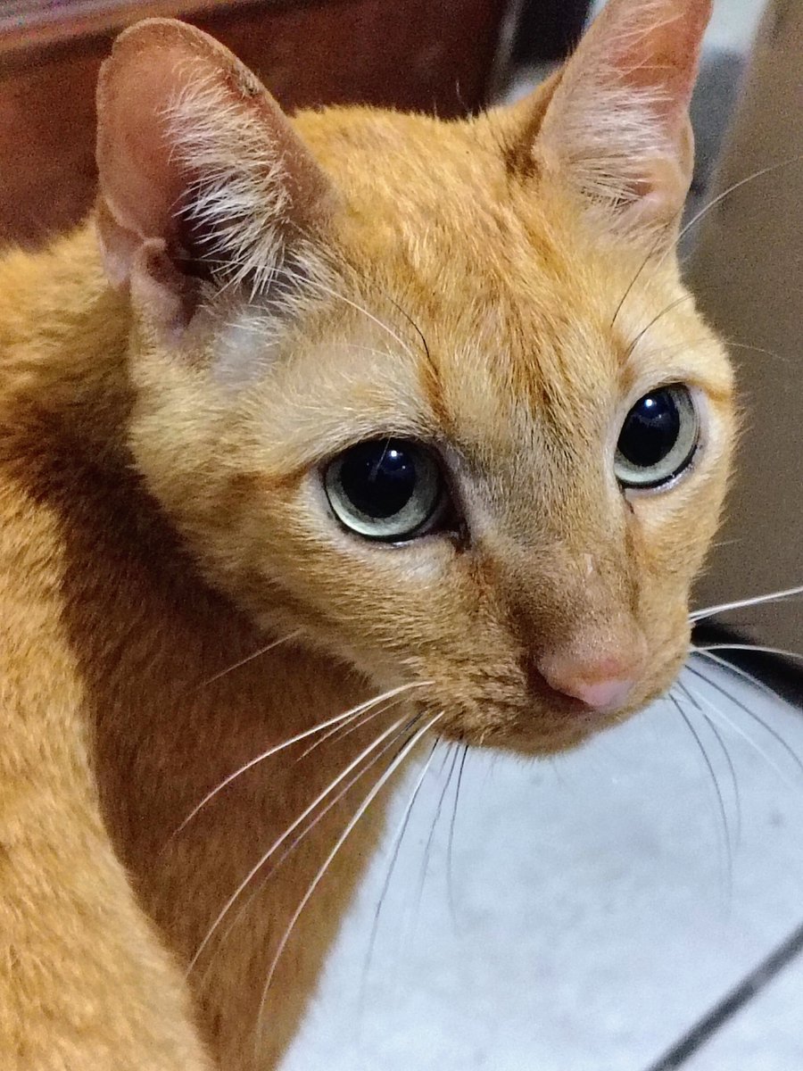 Ajudagatinhoste's tweet photo. Tríade felina: problema renal (crônico), hepático e um ponto de alerta no pâncreas
Anemia gravíssima, chegou a 6% de hematócrito
Anorexia, falta de apetite e vômitos persistentes por 2 meses
3 a 4 internações, cerca de 1 mês no total

Mamãe te ama, obrigada por lutar tanto ♥️ https://t.co/tuxFU4TPSC