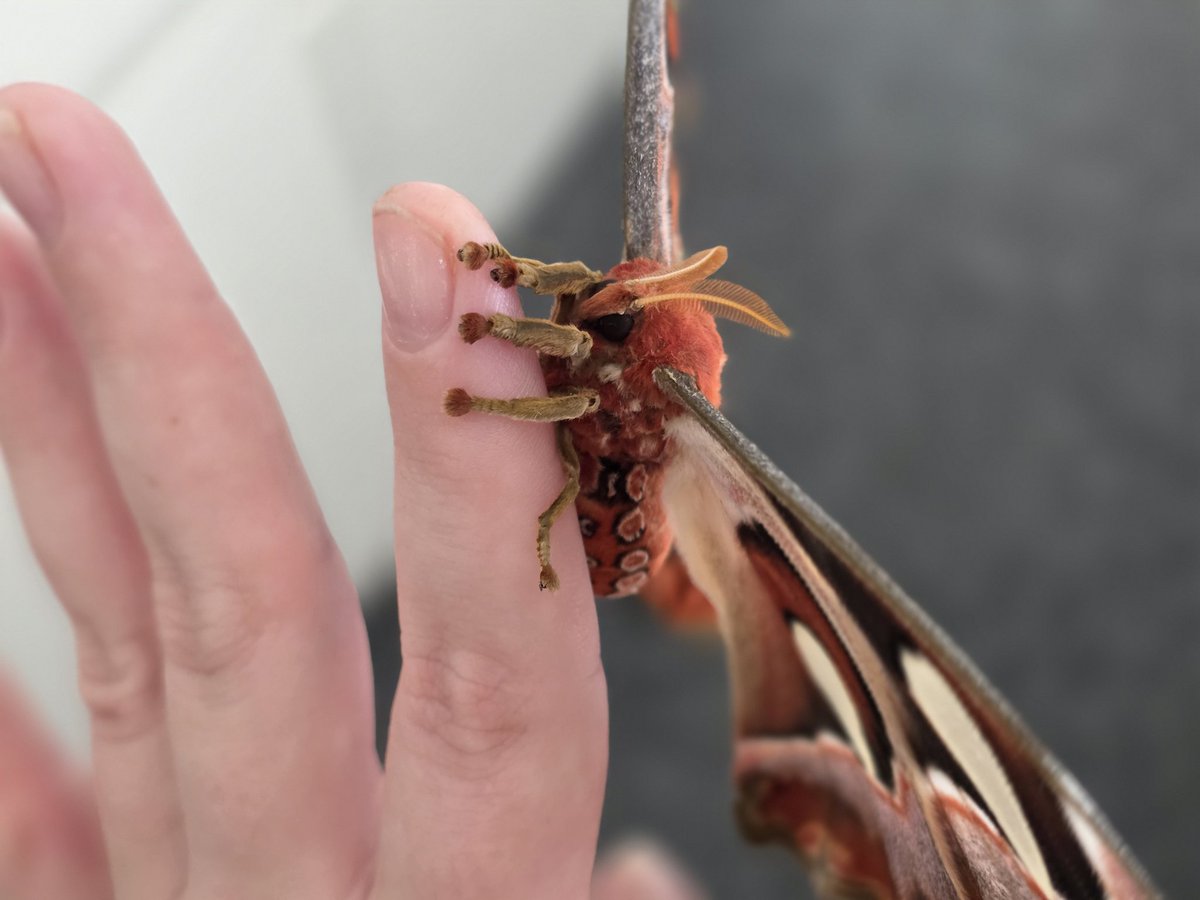 pinkacee's tweet photo. My atlas moths! 🥰 I love my babies so much! 😭🩷 #atlasmoths #atlasmoth https://t.co/AVNHemk6OM
