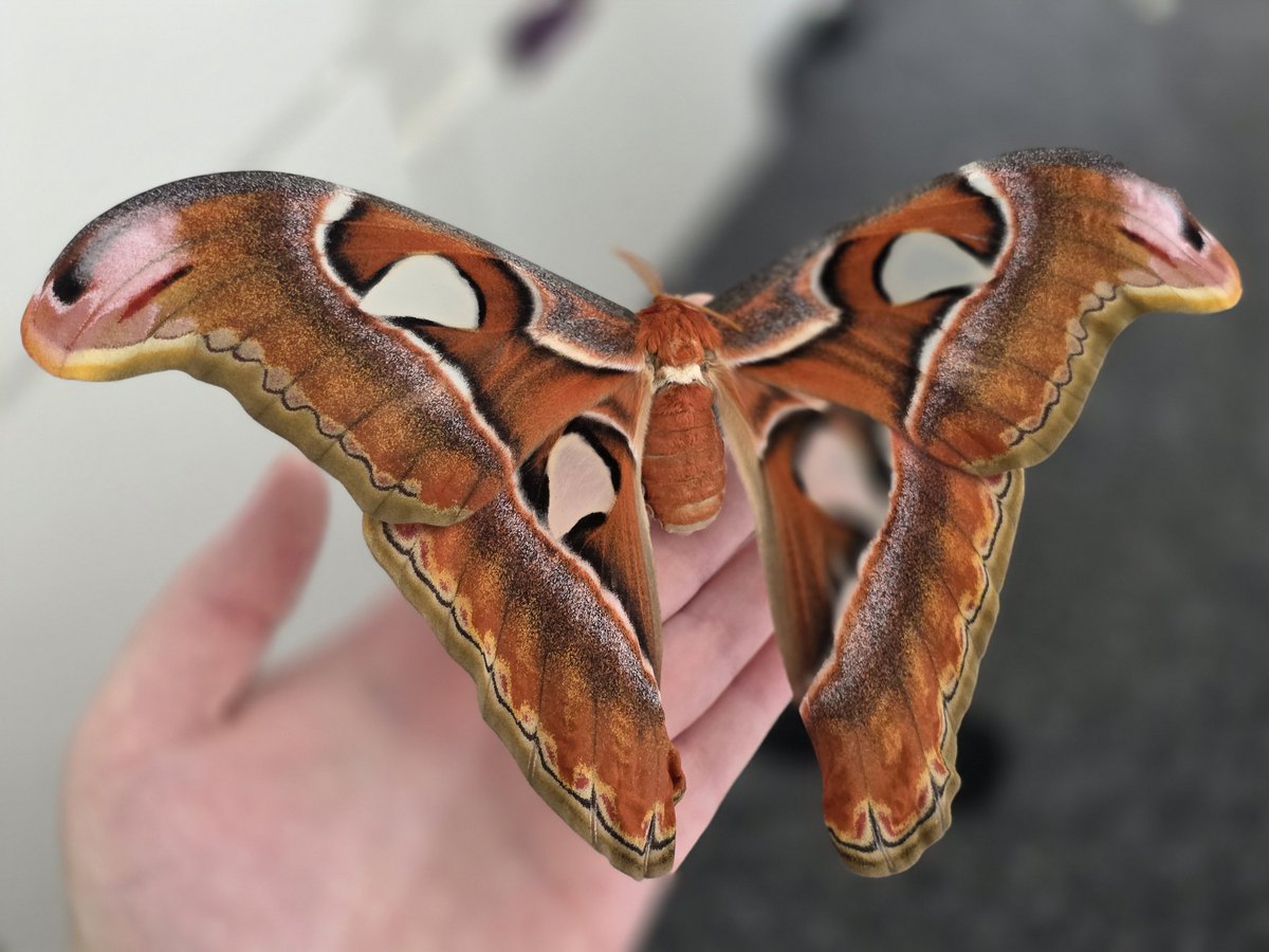 pinkacee's tweet photo. My atlas moths! 🥰 I love my babies so much! 😭🩷 #atlasmoths #atlasmoth https://t.co/AVNHemk6OM