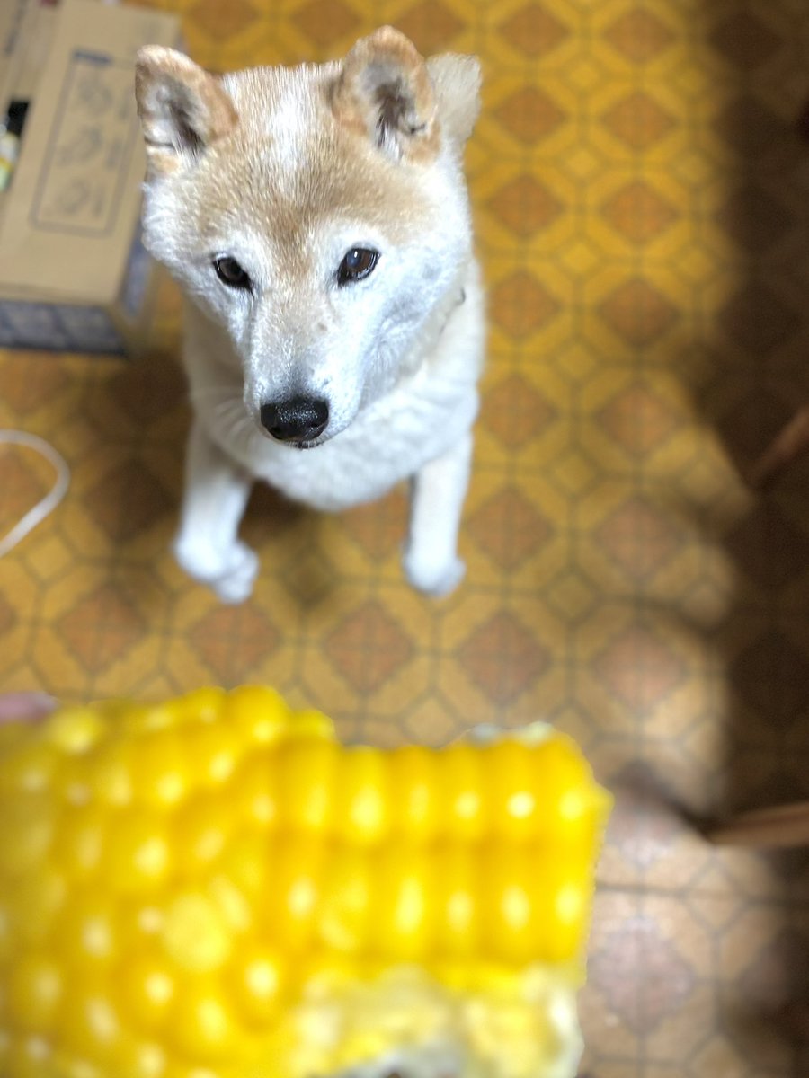 かんな (@kanna96) / Posts / X