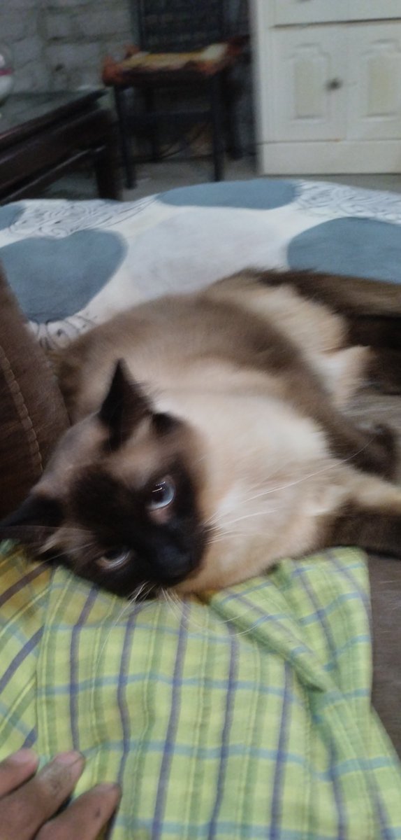 alanbarrera3531's tweet photo. @ManuSaenzVolvio Este el el mío es un siamés se llama Boris 🙈🙈🙈 https://t.co/3gY3YAIpoF