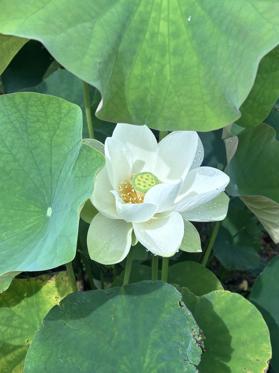 Post by シラミネ🐬 on X: おおー！