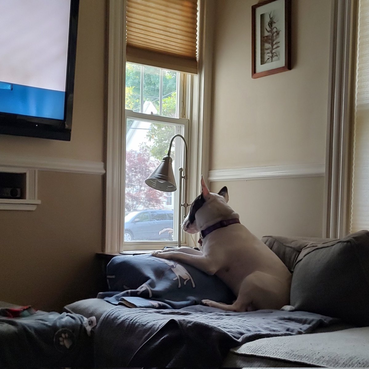 rexthetvterrier's tweet photo. It looks nice out there.  Sunny, pleasant.  But it's like the inside of a dryer.  Even the grass feels hot.  No walkies tonight.  Me and Mom freshened the bird baths and even that was too much work.
#Spike #Heatwave #Dogs #Wednesday https://t.co/K9WyXTxSBa