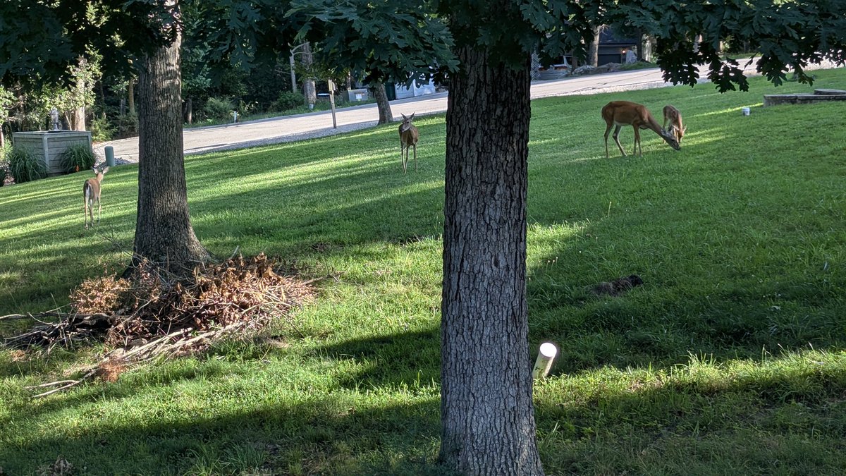 JohnnieCrunch's tweet photo. Feeding time in the back yard https://t.co/CTE9w2kkvY