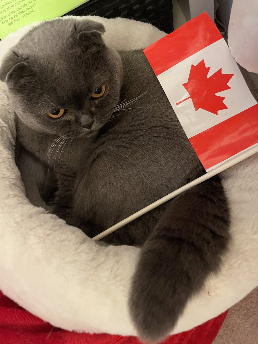 PearlGreyGirly's tweet photo. HAPPY CANADA DAY TO MINE FELLOW CANADIAN CATS!!!!! Bonne fête du Canada!!! 🇨🇦🇨🇦🇨🇦 https://t.co/Og2VClK6if