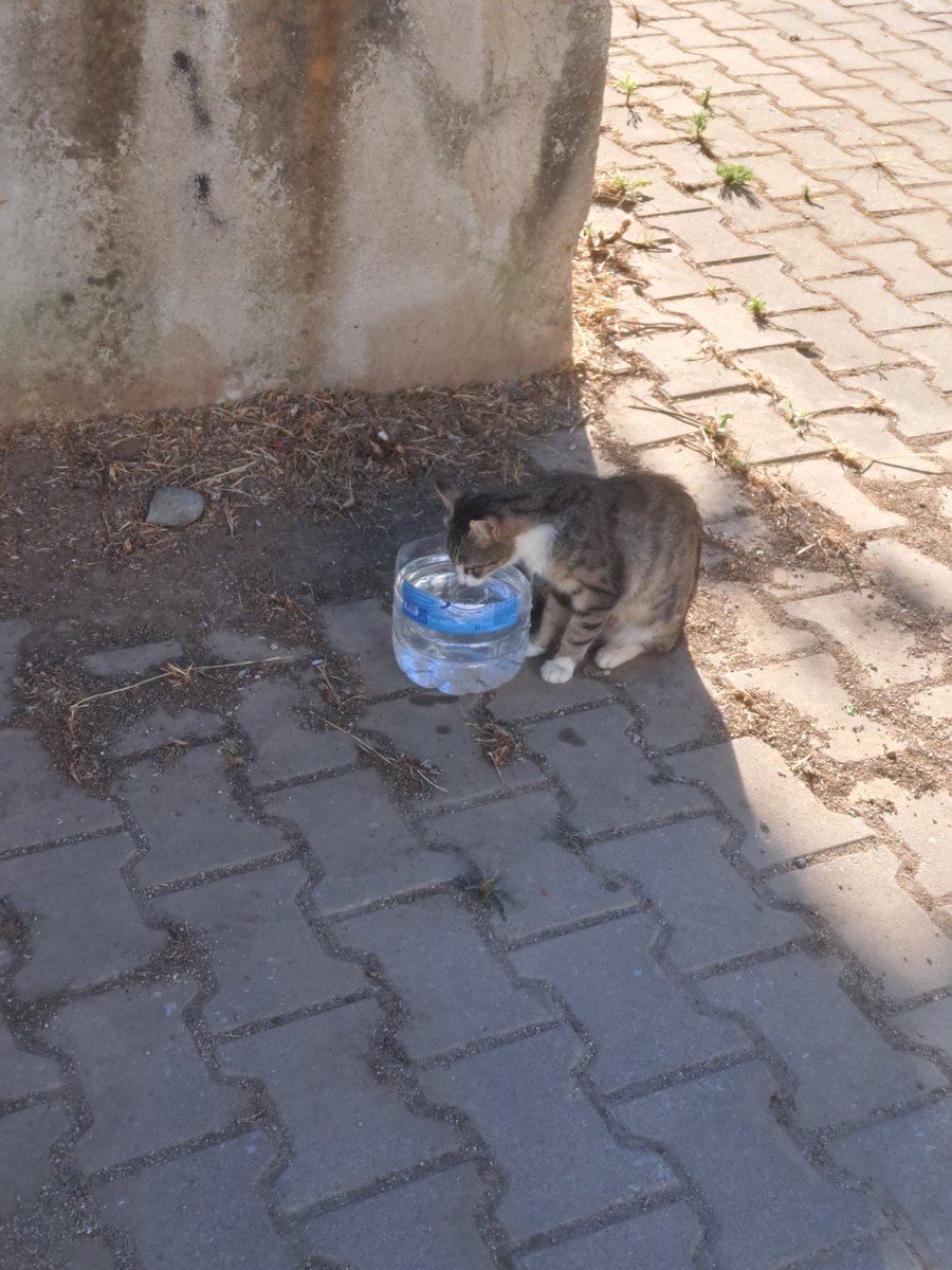 eda_lizm's tweet photo. Bu sıcaklar da onlarında bizler kadar su içme ihtiyacı var.. https://t.co/sFwMFgaVQw