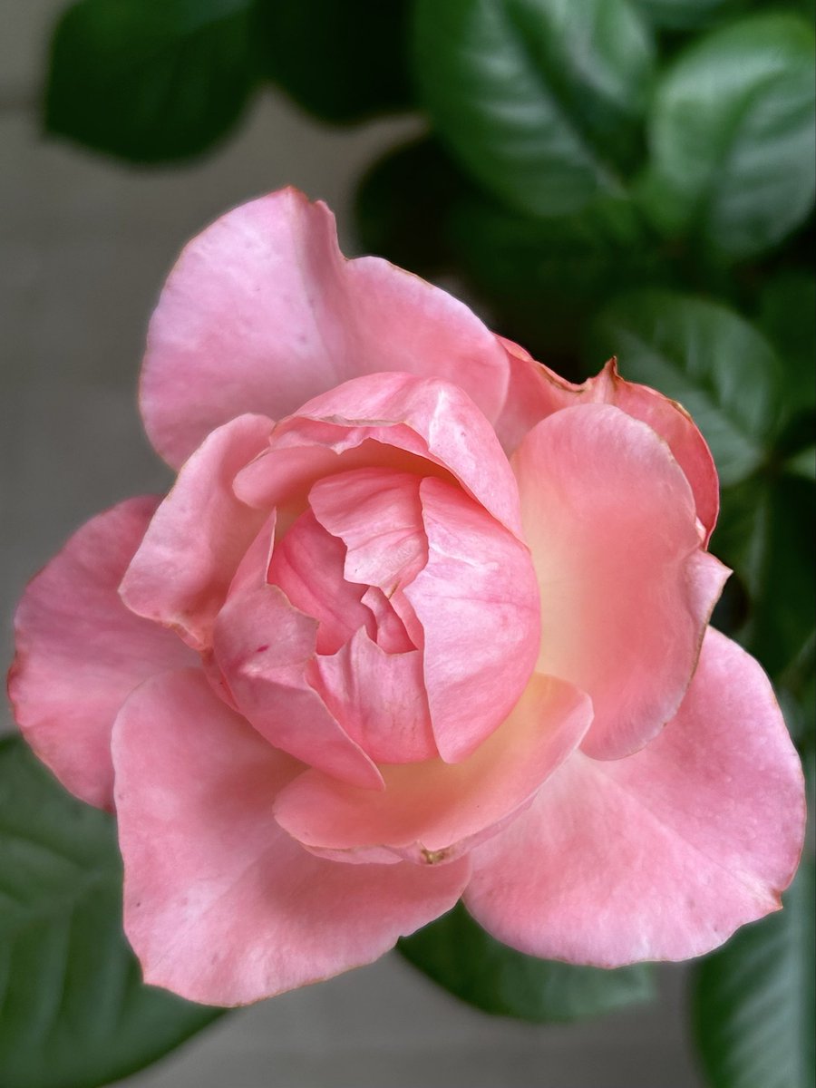 kukeymintlove's tweet photo. 雨の中、ピンクのバラの２番花が咲いています
🌹花言葉は
「感謝」「幸福」「上品」など
表向きのたくさんの仕事に全力で取り組みつつ、地道な日々の練習の積み重ねも怠らない応援している方々へ🫶 https://t.co/AK28VRTQaS