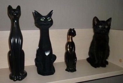blackscats's tweet photo. Master of disguise 😼 https://t.co/4A88D9jQqn