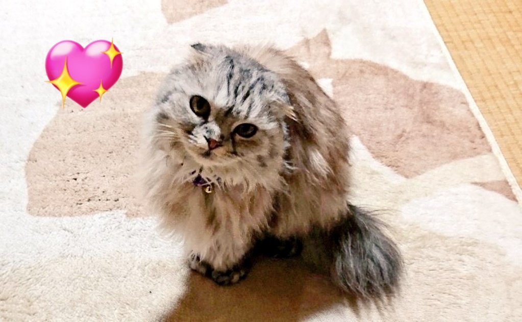 uz_gacha88's tweet photo. いつもながら頭が下がります🤗
本当に感謝しかないよね😺
#月命日 https://t.co/hNWw9ize7x