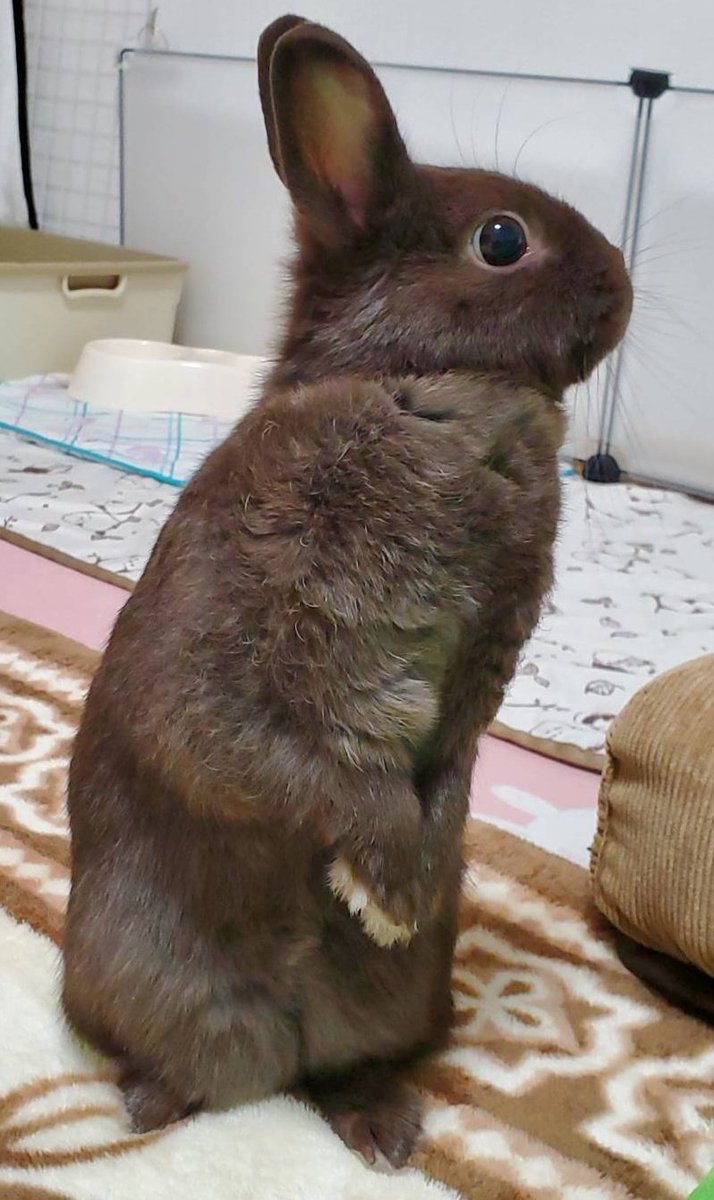 うさぎ