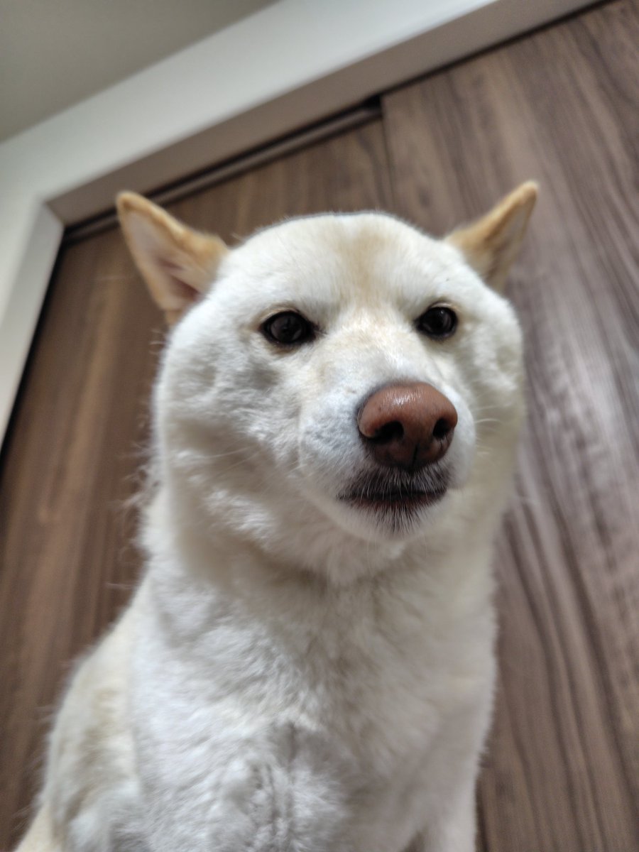 thundergotthard's tweet photo. ソファーの、てっぺんから飼い主を見下ろすカツオくん🐶🎵。#柴犬　#白柴 https://t.co/GeHnhnlMj0