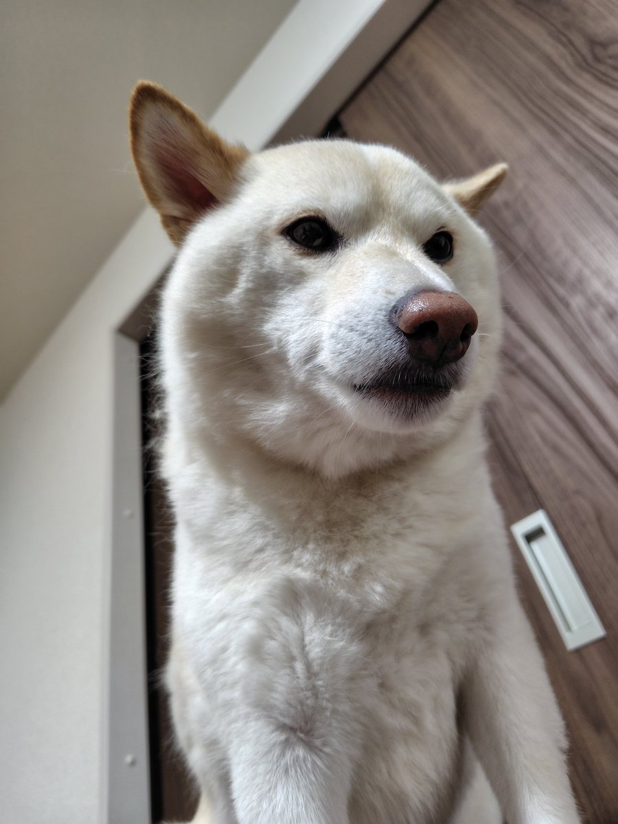 thundergotthard's tweet photo. ソファーの、てっぺんから飼い主を見下ろすカツオくん🐶🎵。#柴犬　#白柴 https://t.co/GeHnhnlMj0