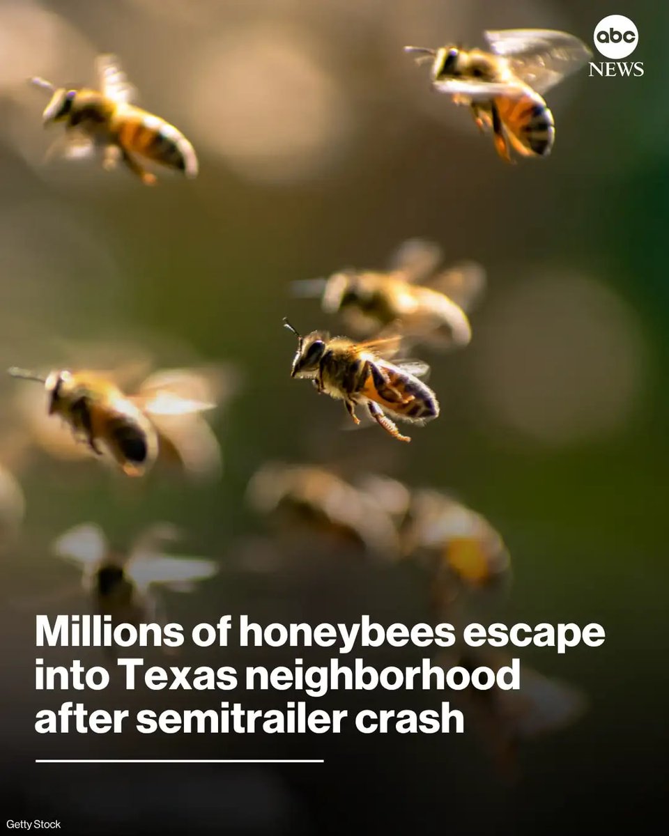 CareersAcme's tweet photo. Millions of honeybees have gently escaped into a Texas neighborhood after a semitrailer crash. https://t.co/E0cnenpqkM