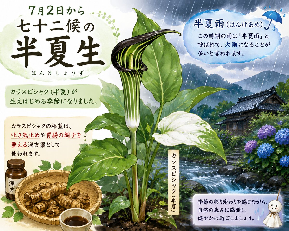 QUESTFORFAME19's tweet photo. こんにちは🌧️
7月2日から七十二候の半夏生（はんげしょうず）です。
カラスビシャク（半夏）が生えはじめる季節になりました。
カラスビシャクの根茎は吐き気止めや胃腸の調子を整える漢方薬として使われます。
この時期の雨は「半夏雨（はんげあめ）」と呼ばれ、大雨になることが多いと言われます。😺 https://t.co/gi2Br9kEKN