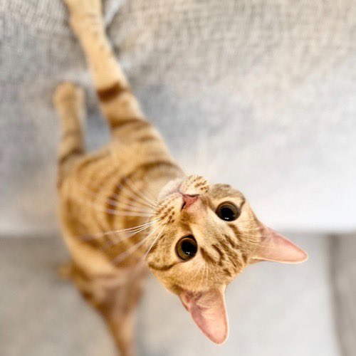 catsitterLien's tweet photo. ババッ！🐾

#猫 #猫好きさんと繋がりたい #猫のいる暮らし #お留守番猫さん  #キャットシッターりあん

 #よもぎちゃん https://t.co/0yy3wWwqc7