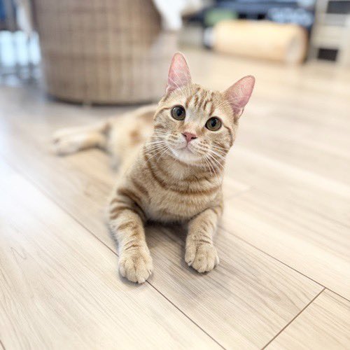 catsitterLien's tweet photo. ババッ！🐾

#猫 #猫好きさんと繋がりたい #猫のいる暮らし #お留守番猫さん  #キャットシッターりあん

 #よもぎちゃん https://t.co/0yy3wWwqc7