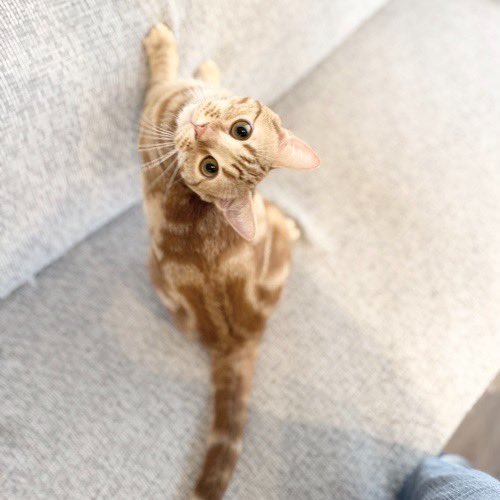 catsitterLien's tweet photo. ババッ！🐾

#猫 #猫好きさんと繋がりたい #猫のいる暮らし #お留守番猫さん  #キャットシッターりあん

 #よもぎちゃん https://t.co/0yy3wWwqc7