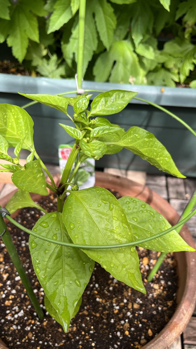 N80_BASIC's tweet photo. 今年は初めてピーマン🫑も植えてみました。1株あたり30cm立方必要らしいので、とりあえず1株だけ…

うちの環境や自分のマイペースな世話でも育つかワクワク😎
＃家庭菜園　＃プランター栽培　＃野菜栽培 https://t.co/wbDkhjcPB3