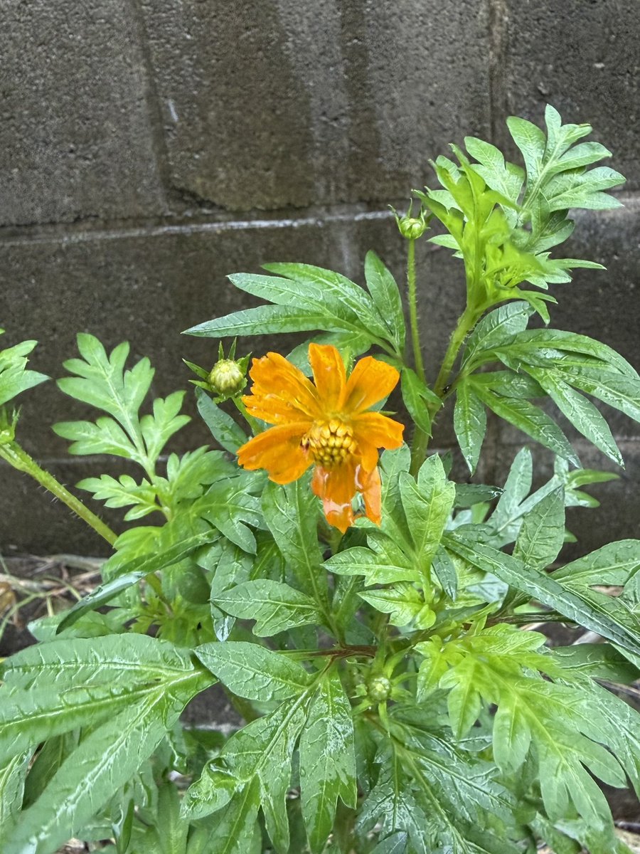 orange_neko's tweet photo. 今朝の花。バス停に向かう途中の道端に小さな花をつけたのは、キバナコスモスかな。もう時期でしたっけ。雨、どっさり。 https://t.co/4b0oV2f2Jr
