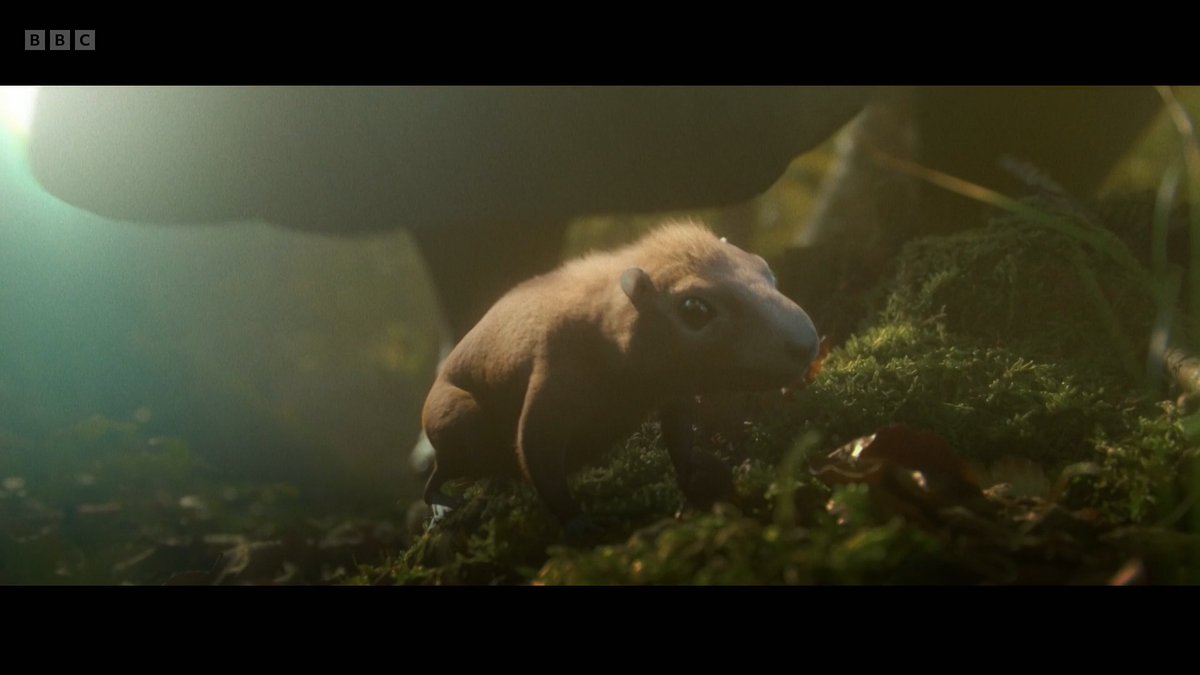 raftingzalmoxes's tweet photo. #EvolutionWithChrisPackham promises to showcase a cast of obscure and fascinating creatures never seen on the small screen before... https://t.co/Q2qVkZFY1C