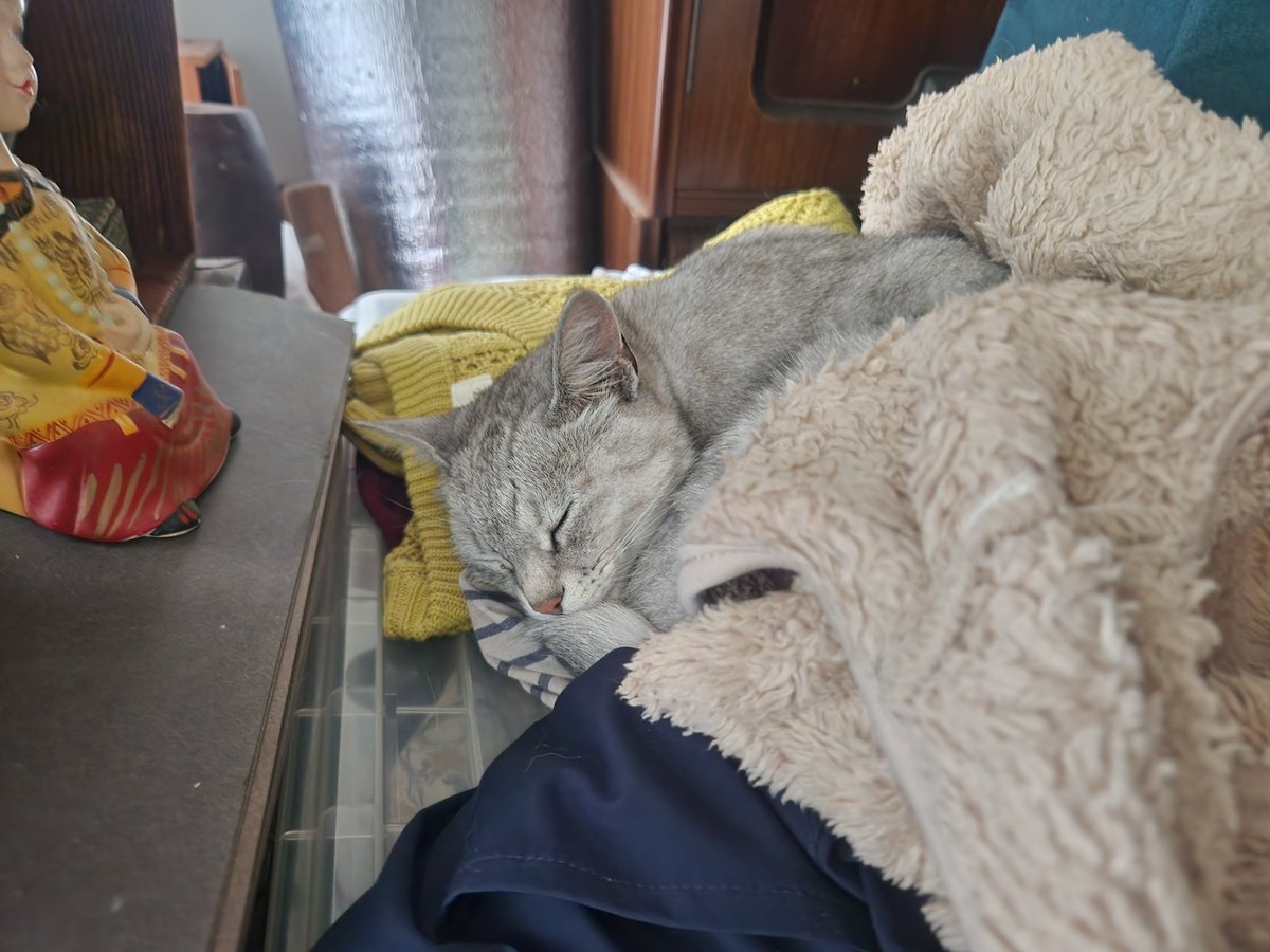 2487fnaoto's tweet photo. 昨日は大変な１日…

1️⃣体調不良

2️⃣ミーちゃん🐱💕
朝🕗にお外出て、豪雨の中、戻らんのよっ💦
こんなことは初めてっ💦
夕方、これはおかしいと２人で探しまくって、もう涙目っ😭
半分諦めてたら、🕙
おかんが抱っこして帰ってきたっ😢

よかった～💝

心配したからお腹すきましたっ🍚🌄

おはよう🌅 https://t.co/ab1HOAjVqD
