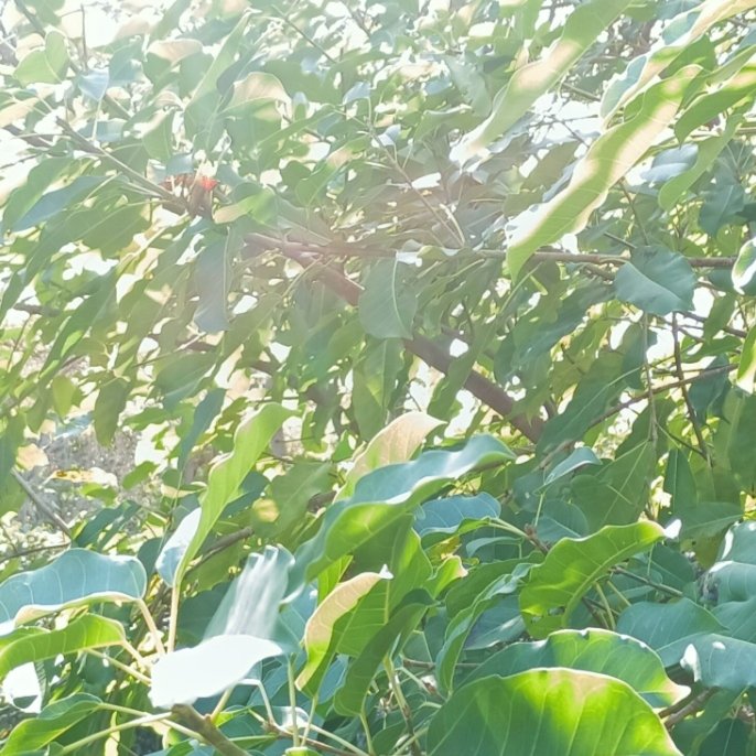 peaceflowly's tweet photo. しばらくお花の写真をよく撮ってましたが、また木や葉っぱ、緑を撮りたいなと思うようになりました🌿🌳🍀

#green #緑 #葉 https://t.co/F1rHhflHrS