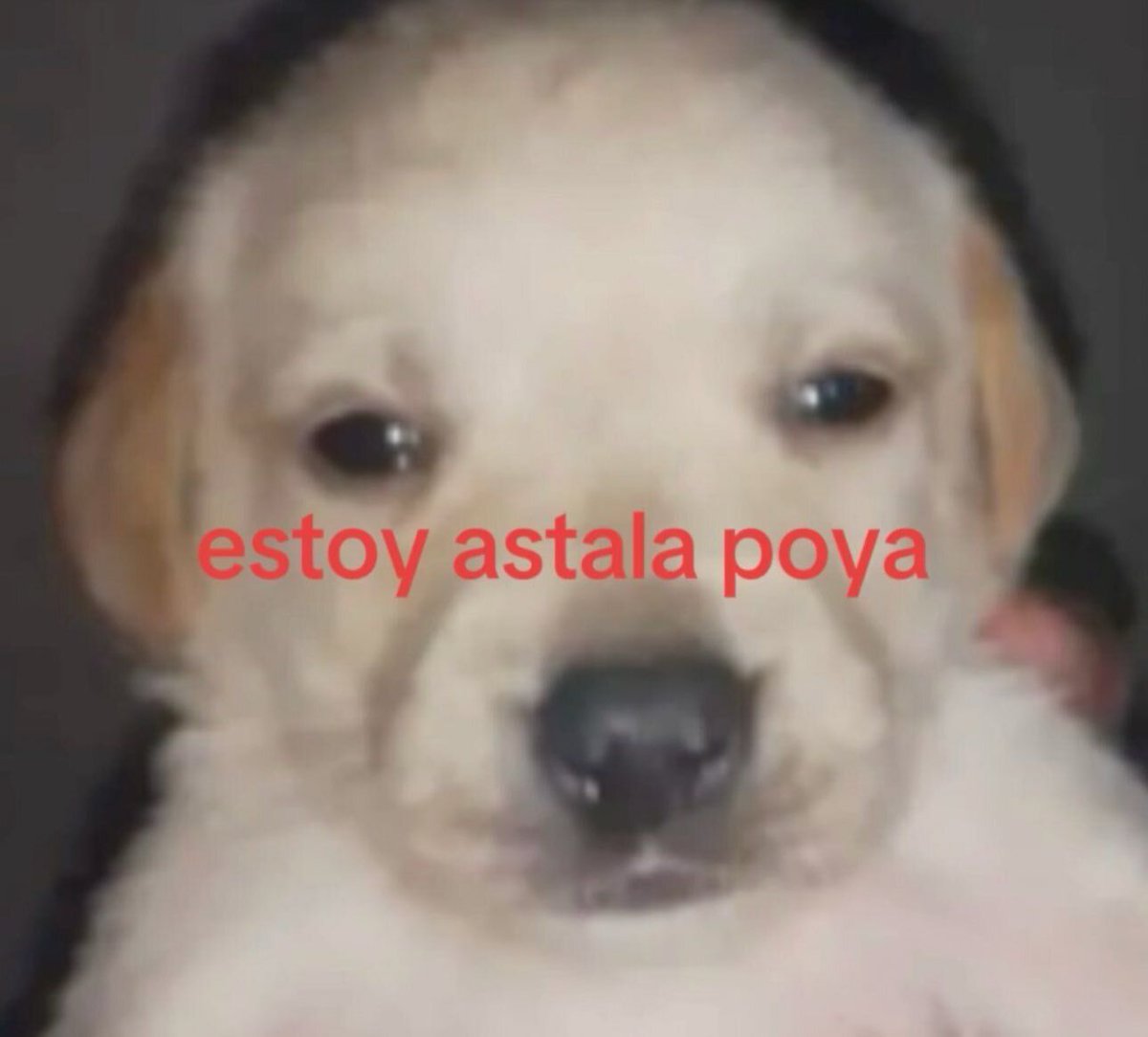 Sn0w_net's tweet photo. Juro q voy a matarme un dia de estos y va a ser culpa de todos ustedes putos https://t.co/42pmveC9FR