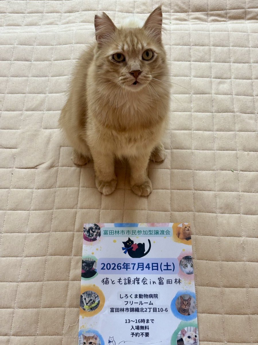 nekonohigurashi's tweet photo. ミオくんも猫とも譲渡会に参加します🐾
最近気になるというお声がちらほら、きっと幸せは近い！ミオくんをお世話されてた方と出会ったそうでおそらく6歳ということが分かったそうです。保護されてよかったと喜ばれていたそうです。あとは里親さんに出会うだけ！頑張れミオくん🚩 https://t.co/ArfdqWSqnu