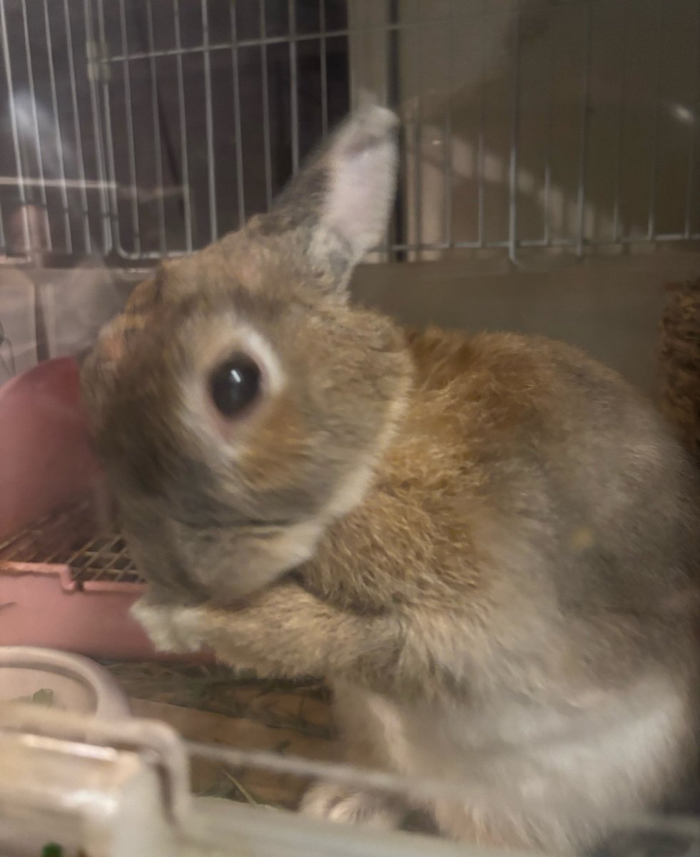 usadegu_house's tweet photo. 🐰7月2日(木)🐰
Santaアルクの修了まであと少し！

Santaアルク135おすすめ学習中📚
予測スコア875   連続学習15日
#Santaアルク  #毎日Duolingo

🐰ムータんクシクシしています↓🐰 https://t.co/QXXuzJGDMZ