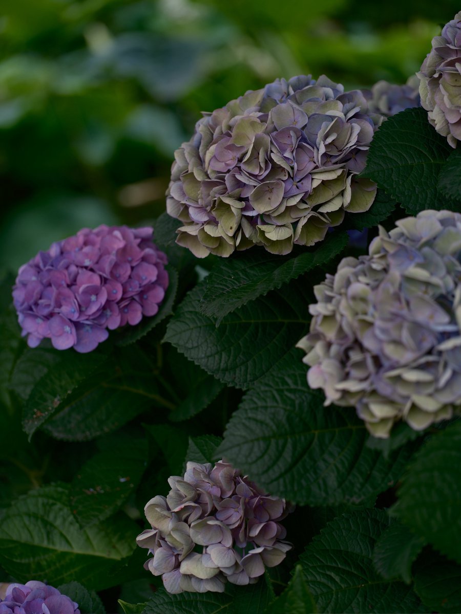 ValeLawson's tweet photo. おはよんございます
上野はまだ紫陽花も撮れます

Fujifilm GFX100SⅡ
GF100-200mm f5.6 R LM OIS WR https://t.co/igIFB6Q219